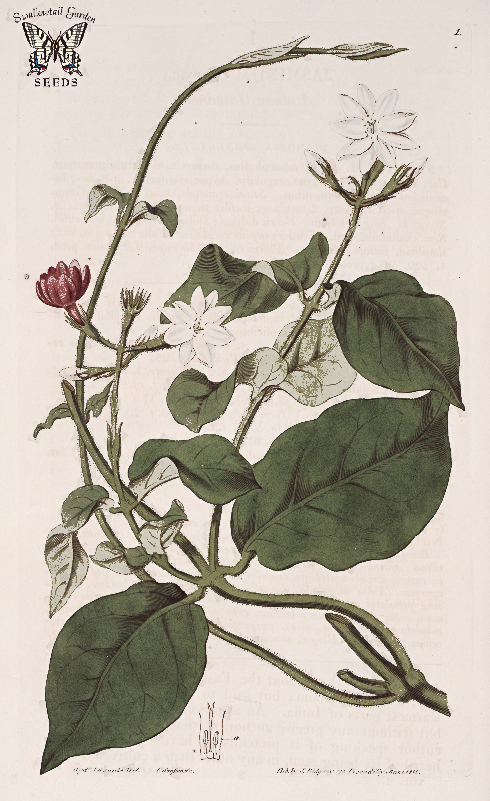 Jasminum sambac Jasminum sambac